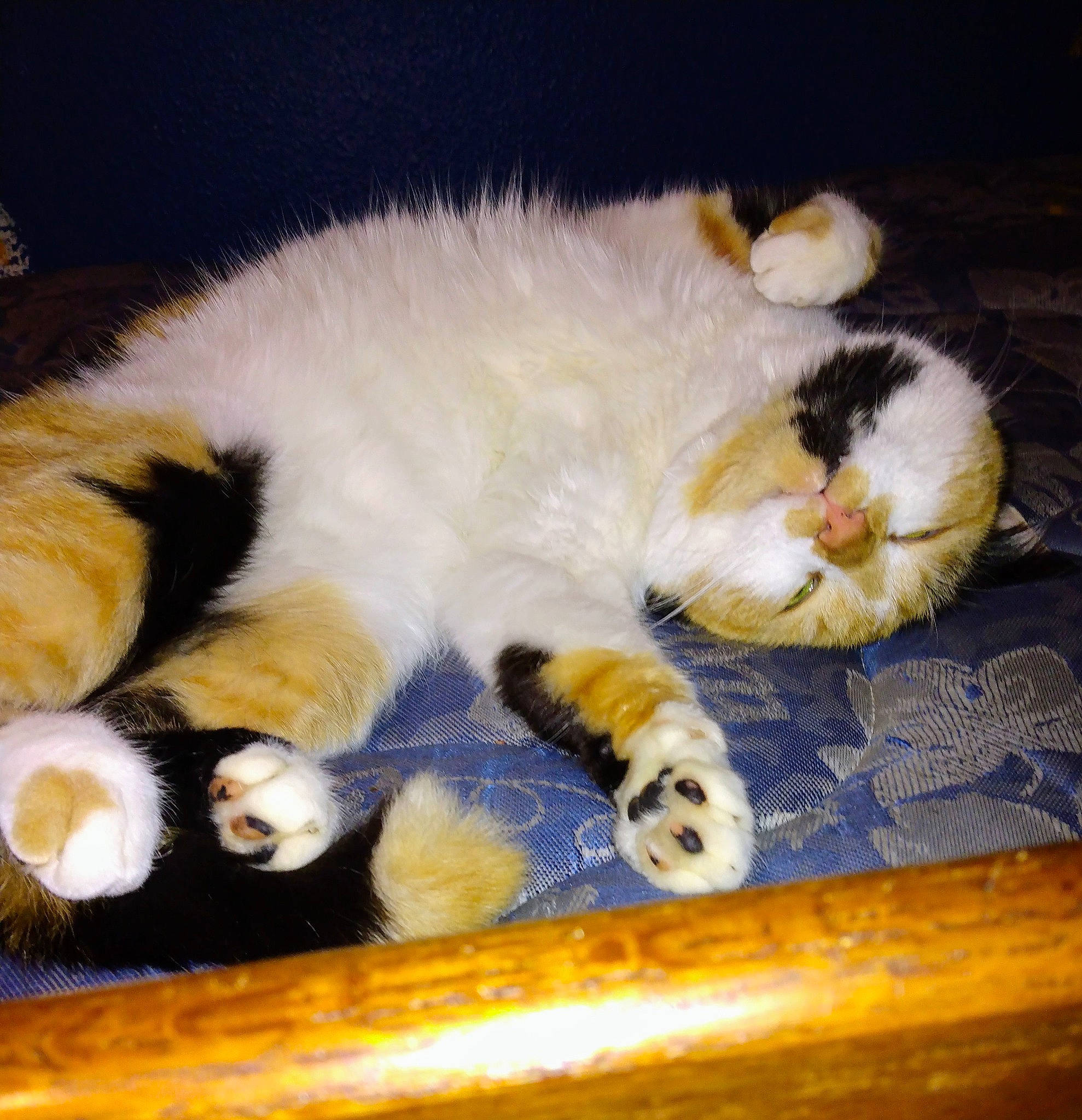 Beerbeergee joined the competition — help win amazing prizes! canidae, carnivore, cat, cat_supply, cloud, comfort, companion_dog, domestic_short_haired_cat, felidae, fur, lap, mammal, paw, small_to_medium_sized_cats, snout, tail, terrestrial_animal, vertebrate, whiskers, wood