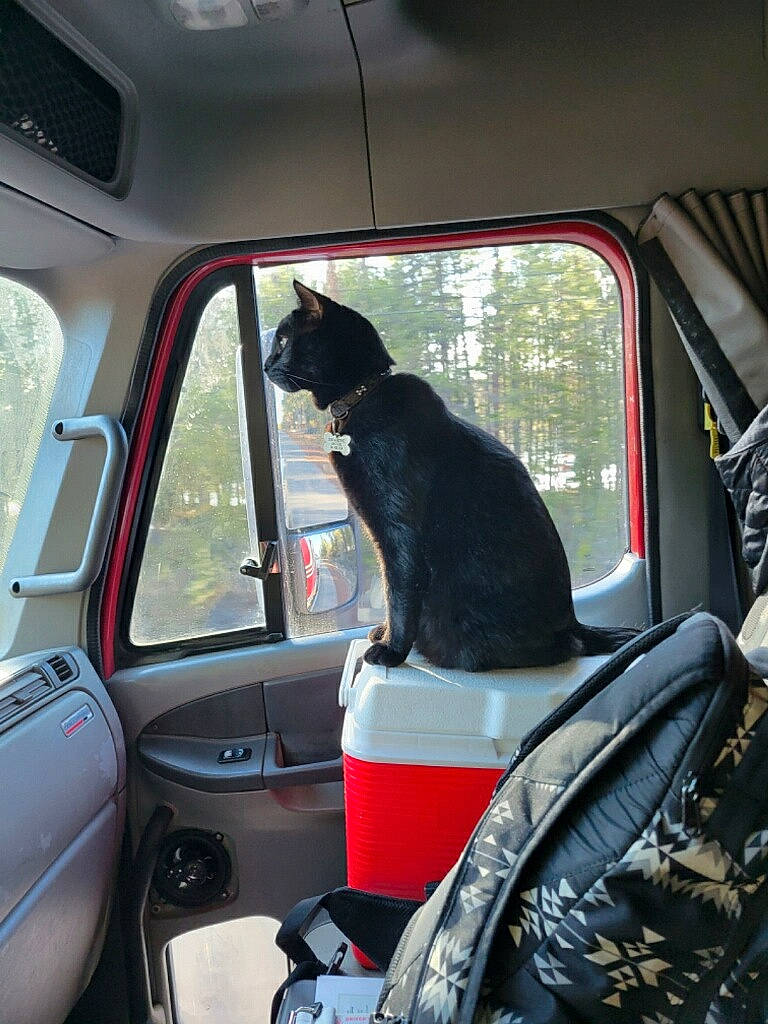 Dog is registered to the contest to win money with this photo: auto_part, automotive_design, automotive_exterior, automotive_lighting, automotive_mirror, automotive_tire, car_seat, car_seat_cover, carnivore, dog, fender, glass, head_restraint, hood, mode_of_transport, motor_vehicle, steering_wheel, vehicle, vehicle_door, window