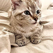 Beanie is registered to the contest to win money with this photo: kitten, cat, tabby, fur, whiskers, ears, eyes, paws, resting, bed, fabric, soft, cute, animal, pet, indoor, closeup, young, feline, sleepy