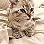 kitten, cat, tabby, fur, whiskers, ears, eyes, paws, resting, bed, fabric, soft, cute, animal, pet, indoor, closeup, young, feline, sleepy