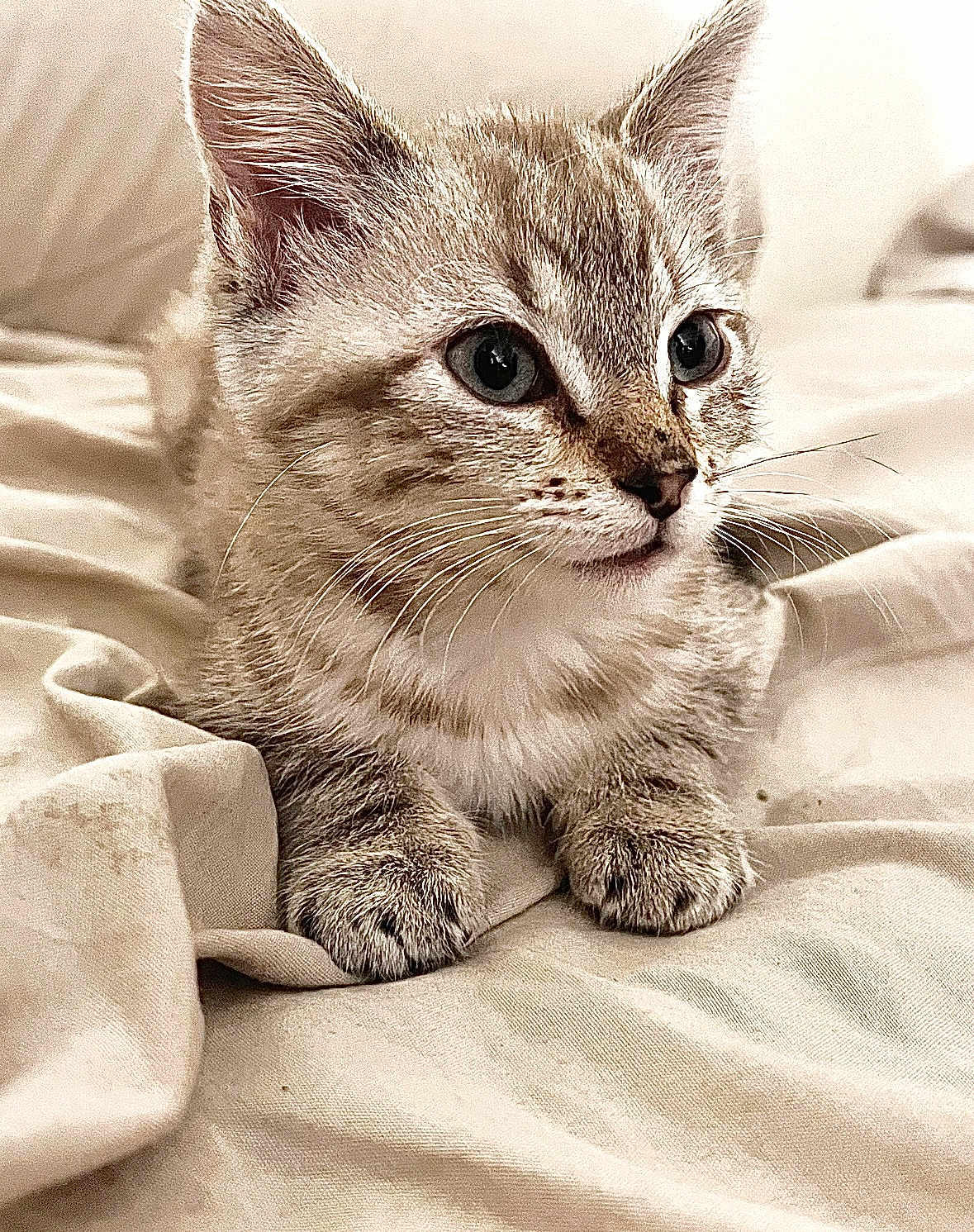 Beanie