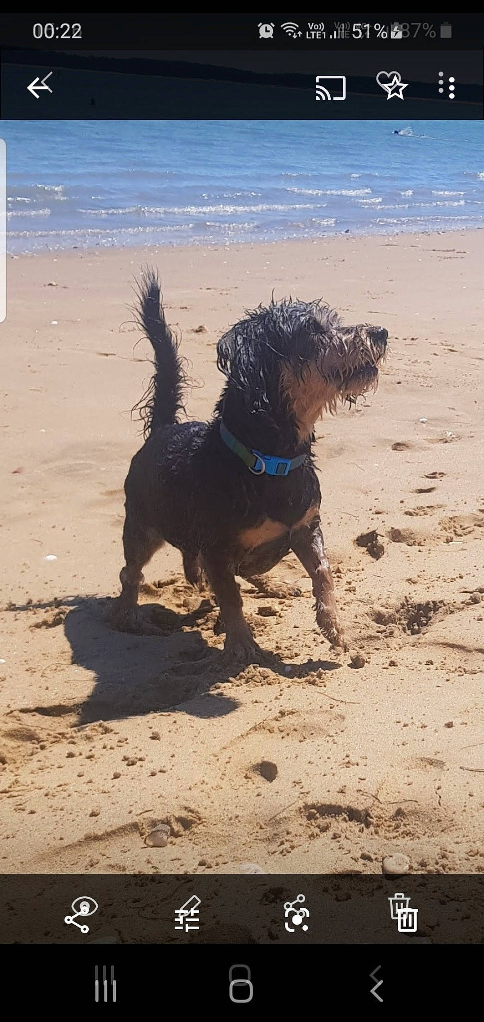 Kiss a rejoint le concours — aidez-le/la à gagner de superbes lots ! canidae, carnivore, cockapoo, dog, dog_breed, dog_walking, labradoodle, petit_basset_griffon_vendeen, portuguese_water_dog, sand, spanish_water_dog, sporting_group, terrier