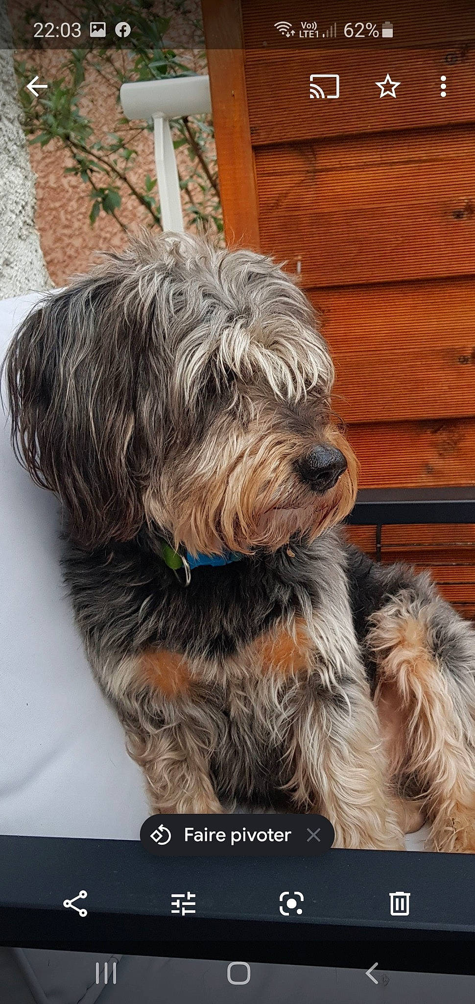 Kiss participe au concours pour gagner de l'argent avec cette photo : bearded_collie, bosnian_coarse_haired_hound, canidae, cao_da_serra_de_aires, carnivore, catalan_sheepdog, dog, dog_breed, dutch_smoushond, glen_of_imaal_terrier, mammal, rare_breed_dog, sapsali, schnoodle, small_terrier, sporting_group, sporting_lucas_terrier, terrier, tibetan_terrier, vertebrate