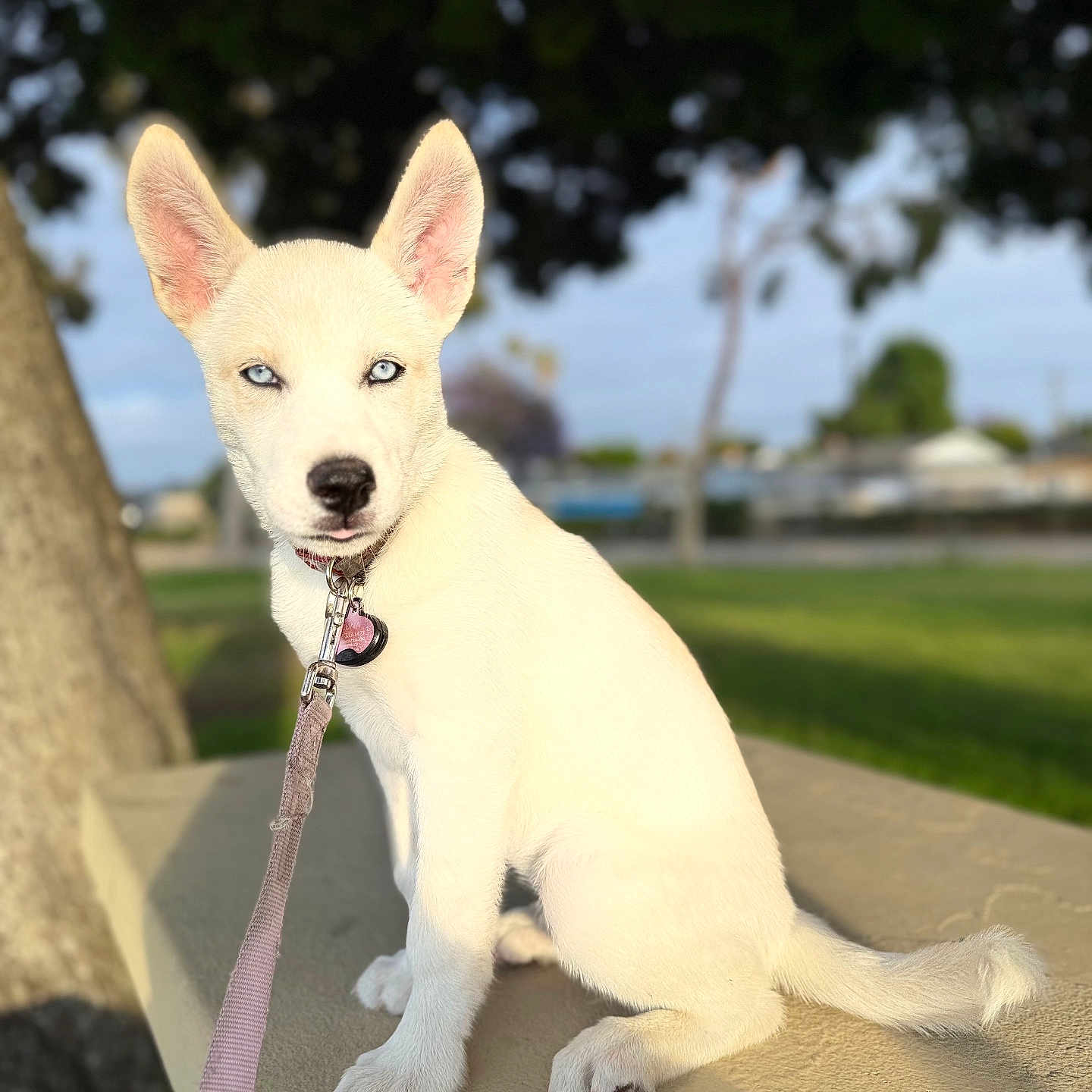 Luna joined the competition — help win amazing prizes! animal, bench, blue_eyes, canine, cute, daylight, dog, fur, leash, nature, outdoor, park, pet, pet_accessory, puppy, sitting, sunlight, tree, white_dog, young_dog