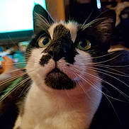 Rory is registered to the contest to win money with this photo: animal, black_and_white, cat, close_up, curious, domestic_cat, eyes, face, feline, fur, household, indoor, looking_up, muzzle, nose, pet, portrait, tabby, whiskers, whiskers_visible