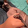 sphynx_cat, hairless_cat, cat, pet, animal, hand, human_hand, blanket, bed, cozy, wrinkles, feline, indoor, resting, comfort, cute, closeup, skin, paw, friendship