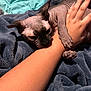 Momo joined the competition — help win amazing prizes! sphynx_cat, hairless_cat, pet, animal, paw, claw, human_hand, manicure, blanket, bed, indoor, closeup, feline, skin, nail_art, grip, resting, cozy, domestic, cute