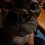 dog, close_up, indoor, pet, curious, large_eyes, dim_lighting, nose, wooden_table, furniture, animal, mammal, face, domestic_animal, canine, looking_at_camera, shadow, low_light, household, paws