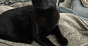 Uno is registered to the contest to win money with this photo: black_cat, cat, pet, animal, indoor, furniture, blanket, couch, living_room, floor, wood_floor, ottoman, cabinet, basket, ear, eyes, relaxed, alert, texture, cozy
