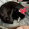 Uno is registered to the contest to win money with this photo: cat, black_cat, sleeping, bandana, blanket, remote_control, indoor, pet, cozy, fur, animal, resting, close_up, soft_texture, domestic_cat, feline, curled_up, relaxing, companion, home