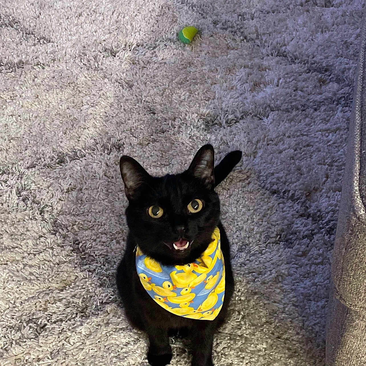 Uno joined the competition — help win amazing prizes! black_cat, cat, bandana, yellow, duck_pattern, carpet, indoor, toy, playful, pet, feline, curious, looking_up, mouth_open, fur, whiskers, ears, animal, cozy, texture