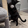 Uno joined the competition — help win amazing prizes! black_cat, cat_tree, carpet, indoor, playing_cat, hanging_toy, gray_furniture, plush_toys, trash_bin, pet, animal, feline, curious_cat, standing_cat, home_interior, carpeted_floor, domestic_cat, cat_collared, cat_toy, pet_playing