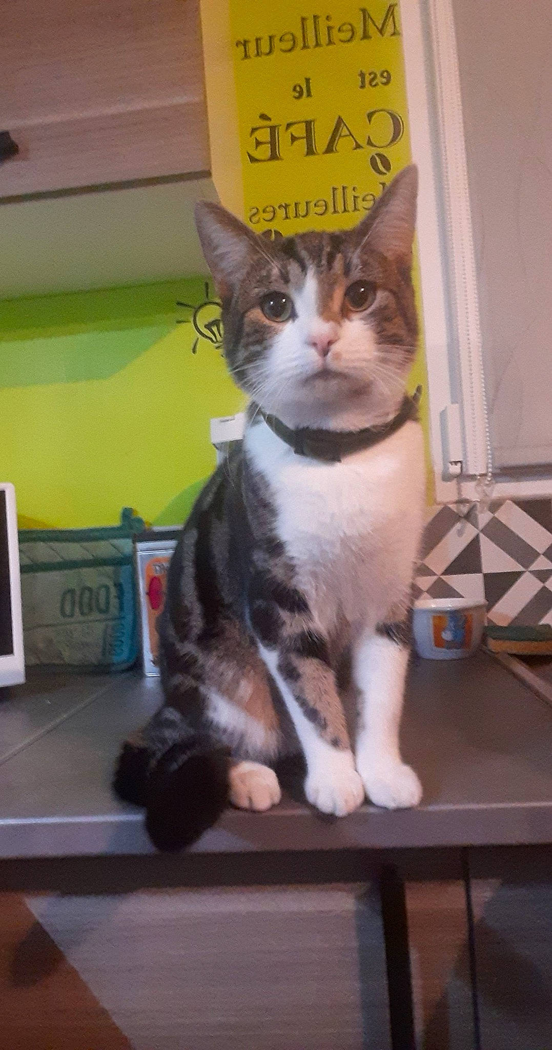 Simba a rejoint le concours — aidez-le/la à gagner de superbes lots ! box, carnivore, cat, domestic_short_haired_cat, felidae, fur, paw, pet_supply, sitting, small_to_medium_sized_cats, snout, table, tail, whiskers