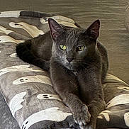 Ottis is registered to the contest to win money with this photo: animal, blanket, cat, comfortable, cozy, ears, eyes, face, feline, fur, ghost_pattern, gray_cat, indoor, lying_down, paws, pet, portrait, relaxed, resting, soft_texture