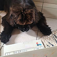 Abby participe au concours pour gagner de l'argent avec cette photo : dog, black_dog, shaggy_dog, sunglasses, laptop, computer, tiled_floor, rug, indoors, home, pet, animal, sitting, lying_down, long_fur, brown_fur, black_fur, technology, funny, portrait