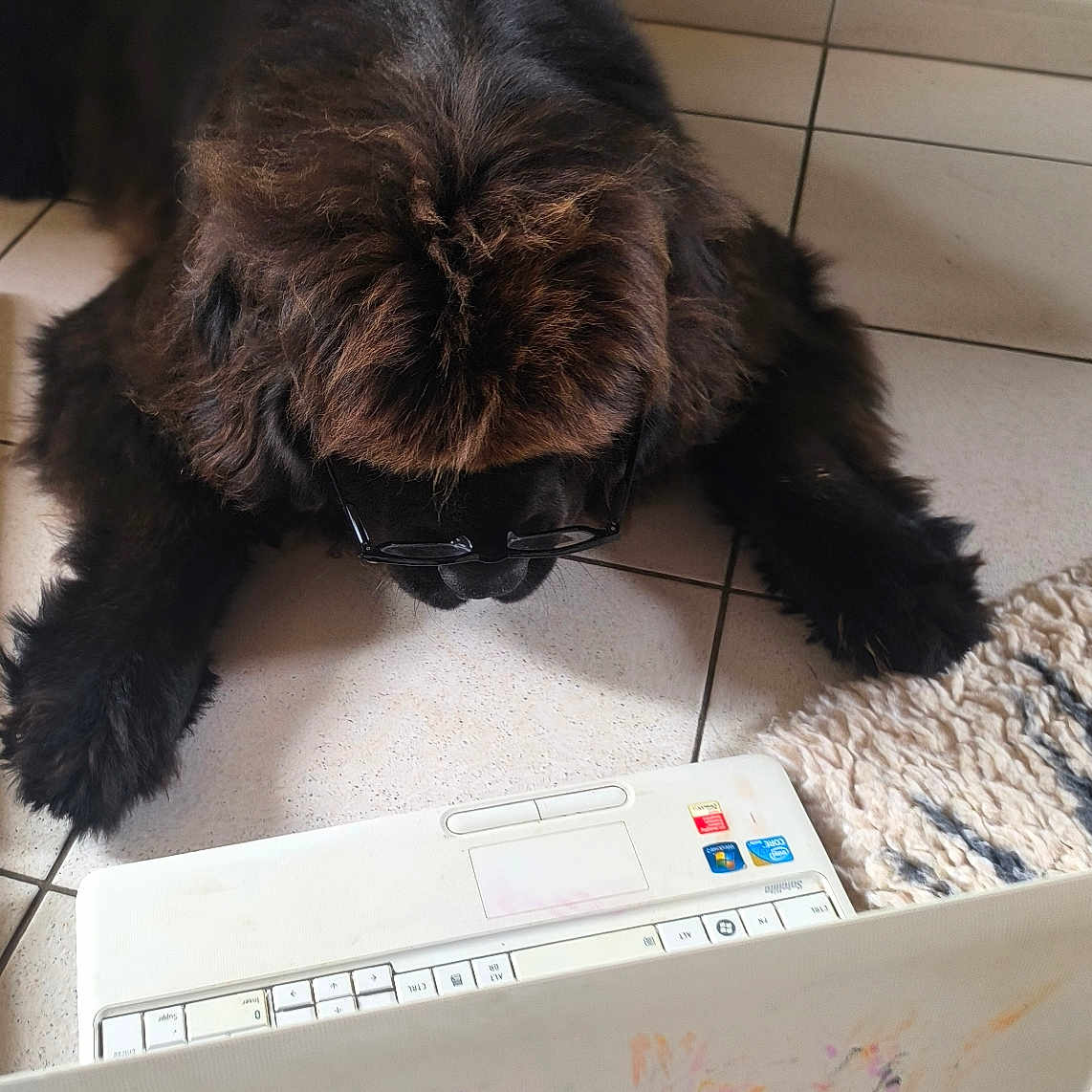 Abby participe au concours pour gagner de l'argent avec cette photo : dog, black_dog, shaggy_dog, sunglasses, laptop, computer, tiled_floor, rug, indoors, home, pet, animal, sitting, lying_down, long_fur, brown_fur, black_fur, technology, funny, portrait