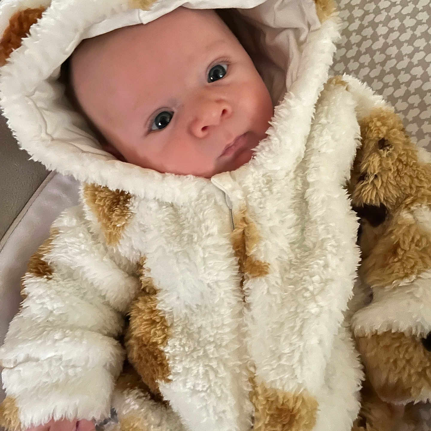 Maverick is registered to the contest to win money with this photo: baby, infant, face, eyes, clothing, hood, onesie, fur_texture, pattern, hand, couch, cushion, indoor, portrait, cute, warm, soft, child, newborn, cozy