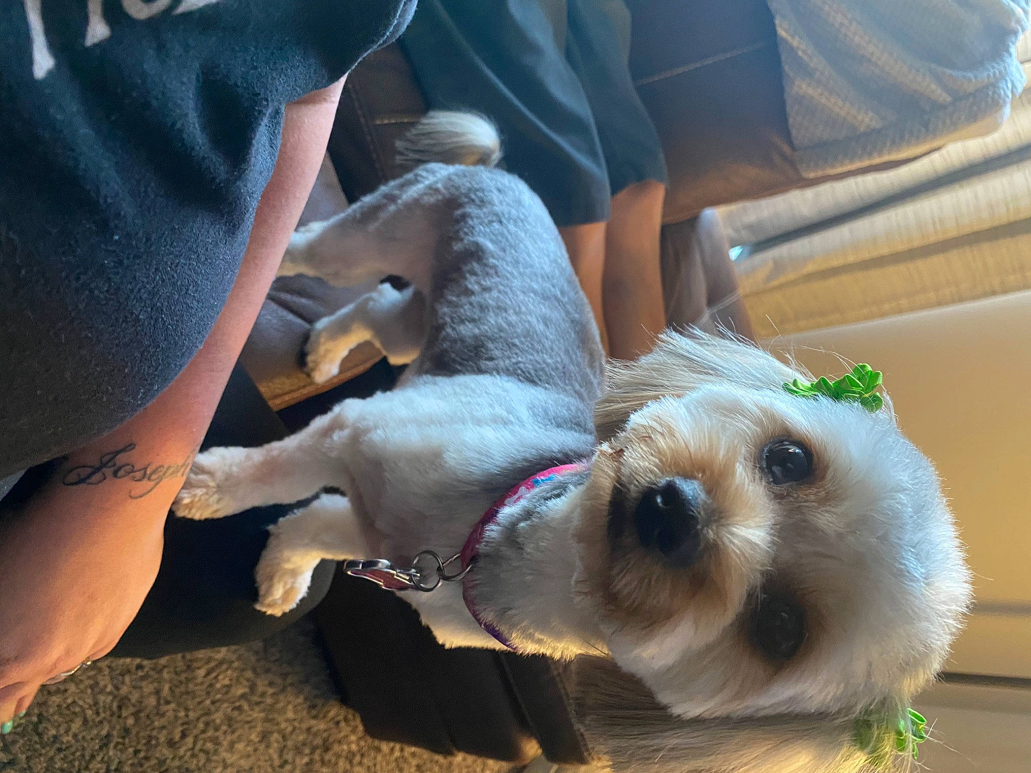 Maddie Lou Foster joined the competition — help win amazing prizes! canidae, carnivore, companion_dog, dog, dog_breed, fawn, mammal, puppy, puppy_love, snout, sporting_group, toy_dog, vertebrate