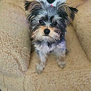 Cupcake joined the competition — help win amazing prizes! dog, puppy, small_dog, fluffy, cute, chair, stuffed_animal_chair, indoor, pet, animal, fur, ears, eyes, nose, wooden_floor, cozy, comfort, home, seated, looking_up