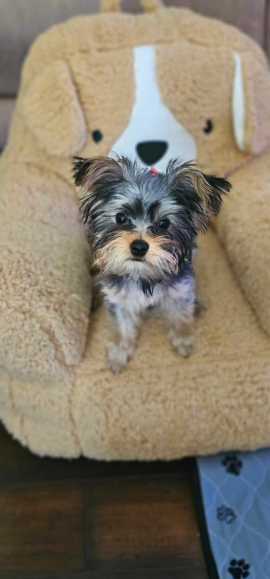 Cupcake