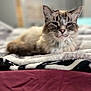 Jo Jo is registered to the contest to win money with this photo: cat, feline, pet, animal, bed, blanket, soft, cozy, indoor, resting, fur, relaxed, cute, domestic, closeup, portrait, sleepy, whiskers, ears, lying_down