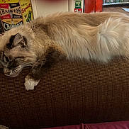 Jo Jo joined the competition — help win amazing prizes! cat, sleeping, fluffy, couch, indoor, relaxing, pet, feline, brown, white, paw, vintage, sign, decor, cozy, resting, fur, home, animal, comfort