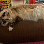 cat, sleeping, fluffy, couch, indoor, relaxing, pet, feline, brown, white, paw, vintage, sign, decor, cozy, resting, fur, home, animal, comfort