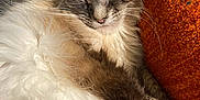 Jo Jo is registered to the contest to win money with this photo: cat, fluffy, sleeping, indoor, closeup, pet, feline, cozy, resting, cushion, blanket, orange, fur, whiskers, relaxed, nap, comfort, home, sunlight, cute