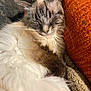 cat, fluffy, sleeping, indoor, closeup, pet, feline, cozy, resting, cushion, blanket, orange, fur, whiskers, relaxed, nap, comfort, home, sunlight, cute