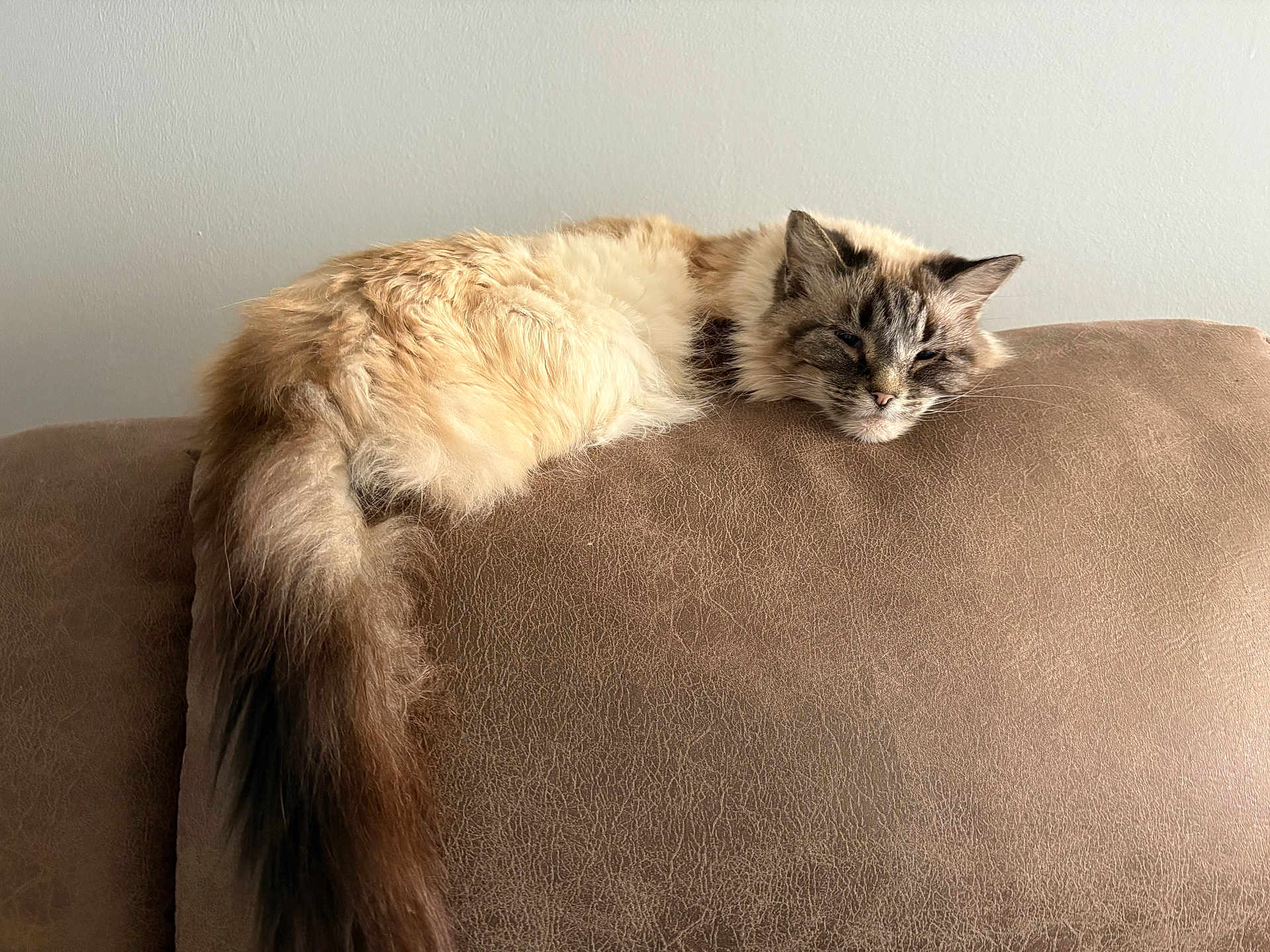Jo Jo joined the competition — help win amazing prizes! cat, fluffy, long_tail, brown_couch, relaxed, sleepy, indoor, pet, feline, resting, fur, animal, home, cozy, living_room, comfort, cute, mammal, domestic_animal, calm