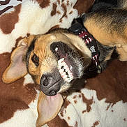 Buster joined the competition — help win amazing prizes! dog, smile, teeth, ear, collar, blanket, pattern, fur, pet, lying_down, closeup, canine, animal, cute, playful, indoor, brown, white, black, nose