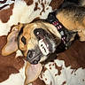 dog, smile, teeth, ear, collar, blanket, pattern, fur, pet, lying_down, closeup, canine, animal, cute, playful, indoor, brown, white, black, nose