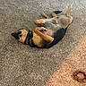 Buster is registered to the contest to win money with this photo: dog, carpet, indoor, pet, relaxed, lying_down, playful, canine, fur, collar, toy, chew_toy, brown, black, paws, animal, domestic, floor, resting, pet_accessory