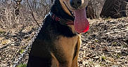 Buster joined the competition — help win amazing prizes! dog, outdoor, leash, tongue_out, happy, sitting, nature, trees, dry_leaves, sunlight, blue_sky, collar, canine, forest, pet, animal, daytime, ears, snout, fur