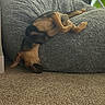 Buster is registered to the contest to win money with this photo: dog, bean_bag, carpet, indoor, furniture, relaxed, pet, brown, black, cozy, resting, canine, soft, upside_down, living_room, paw, ears, fur, home, comfort