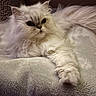 Una a rejoint le concours — aidez-le/la à gagner de superbes lots ! cat, fluffy, white_cat, long_hair, pet, animal, indoors, blanket, bed, cozy, relaxed, lying_down, paw, whiskers, ears, eyes, portrait, close_up, home, soft_texture