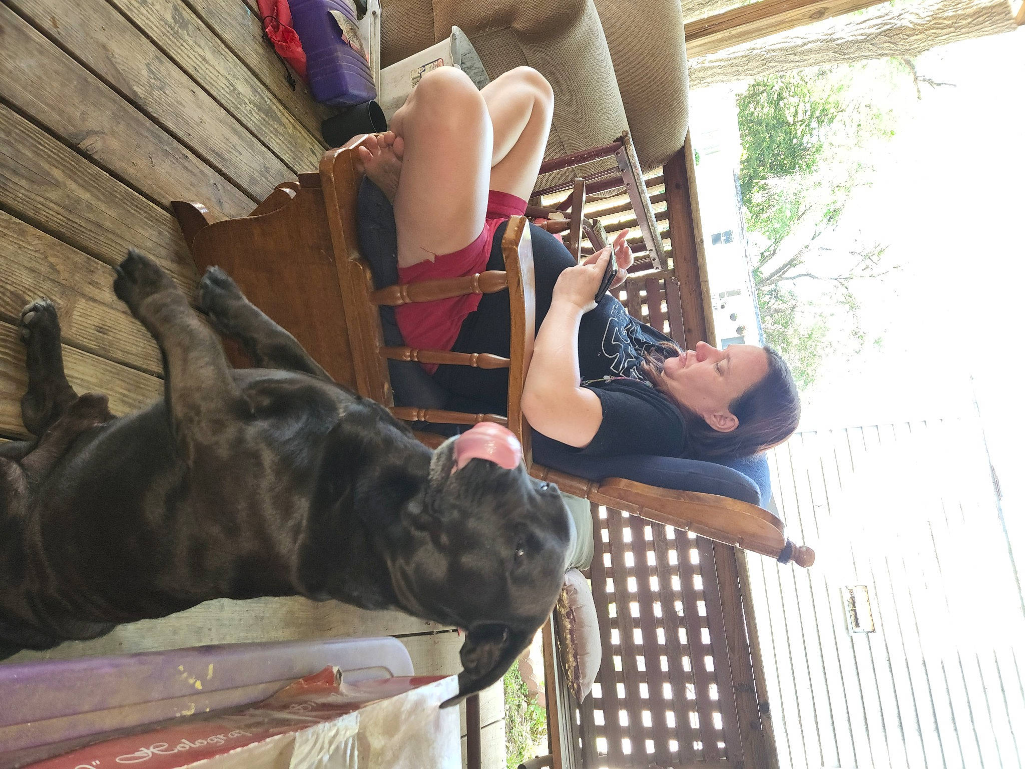 Keno joined the competition — help win amazing prizes! companion_dog, dog, dog_breed, fawn, foot, fun, guard_dog, house, human_leg, leg, leisure, plant, recreation, sandal, shorts, sitting, thigh, tree, wood, working_animal