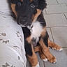 animal, black, collar, curious, cute, dog, ear, floor, fur, indoor, looking, pattern, pet, portrait, puppy, sitting, sofa, tan, tile, young
