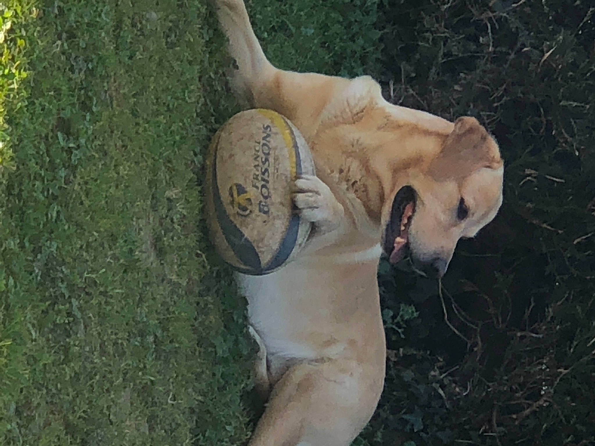 Junior a rejoint le concours — aidez-le/la à gagner de superbes lots ! canidae, carnivore, dog_breed, fawn, grass, snout, sporting_group, tail
