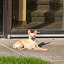 animal, canine, concrete, daytime, dog, door, ears_up, grass, happy, home, outdoor, pet, reflection, relaxing, shadow, sitting, small_dog, smiling, sunlight, tongue_out