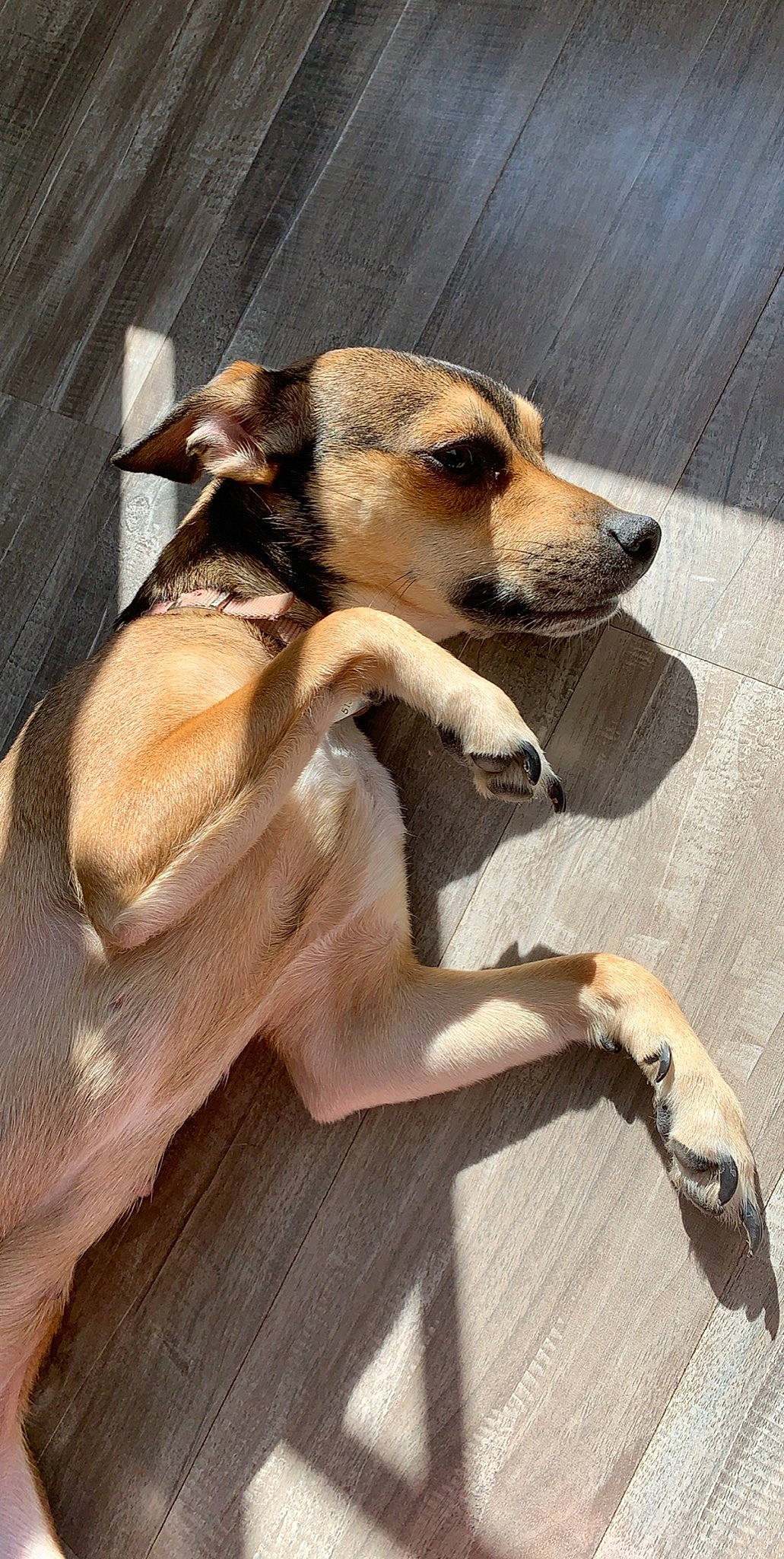 Sativa joined the competition — help win amazing prizes! ancient_dog_breeds, aspin, black_mouth_cur, canidae, carnivore, companion_dog, dog, dog_breed, fawn, mammal, potcake_dog, puppy, rare_breed_dog, snout, street_dog