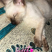 Saphir participe au concours pour gagner de l'argent avec cette photo : cat, kitten, sleeping, sleepy, cream_colored, short_hair, pet, animal, indoors, blanket, text_overlay, sweet_dream, pink_text, heart, cozy, resting, lying_down, close_up, patterned_fabric, cute