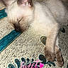cat, kitten, sleeping, sleepy, cream_colored, short_hair, pet, animal, indoors, blanket, text_overlay, sweet_dream, pink_text, heart, cozy, resting, lying_down, close_up, patterned_fabric, cute