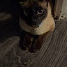 Saphir a rejoint le concours — aidez-le/la à gagner de superbes lots ! cat, siamese_cat, pet, animal, blue_eyes, collar, indoors, floor, wood_floor, hallway, sitting, looking_at_camera, whiskers, ears, fur, brown_fur, cream_fur, dark_mask, portrait, low_light