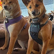Una And Ella is registered to the contest to win money with this photo: dog, shiba_inu, pet, animal, indoor, cushion, harness, window, light, star_light, brown, curious, sitting, fur, ears, face, collar, cozy, companion, two_dogs