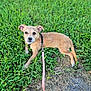 Maddie is registered to the contest to win money with this photo: dog, puppy, grass, leash, outdoor, pet, animal, brown, small, cute, ears, fur, nature, curious, canine, walk, ground, daylight, looking, resting