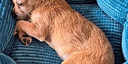 Maddie joined the competition — help win amazing prizes! puppy, dog, sleeping, pet_bed, blue, corduroy, cozy, indoor, small_dog, brown_fur, curled_up, cute, resting, carpet, animal, domestic_animal, young_dog, relaxing, fur, paw
