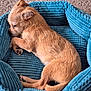 animal, blue, brown_fur, carpet, corduroy, cozy, curled_up, cute, dog, domestic_animal, fur, indoor, paw, pet_bed, puppy, relaxing, resting, sleeping, small_dog, young_dog