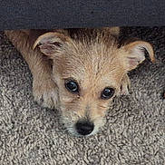 Maddie is registered to the contest to win money with this photo: dog, puppy, carpet, floor, furniture, wood, pet, cute, small, ears, fur, animal, canine, indoor, looking, head, eyes, nose, resting, hidden