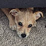 animal, canine, carpet, cute, dog, ears, eyes, floor, fur, furniture, head, hidden, indoor, looking, nose, pet, puppy, resting, small, wood
